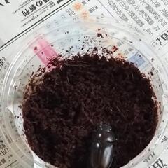 国産ノコギリクワガタ　大型ペア の画像