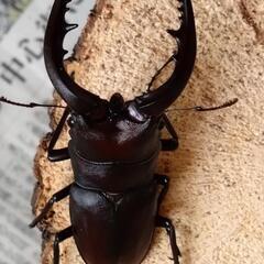 国産ノコギリクワガタ　大型ペア 