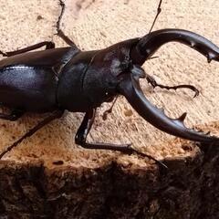 国産ノコギリクワガタ　大型ペア の画像