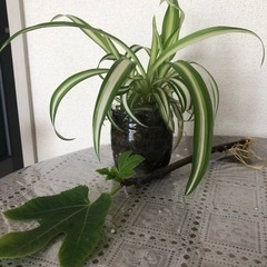 オリズルラン  いちじく苗木   200円     売れました