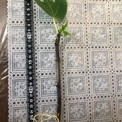 オリズルラン  いちじく苗木   200円     売れましたの画像