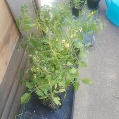 トマト苗　無料の画像