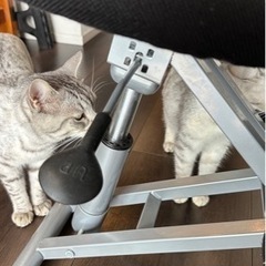 バランスチェアの画像