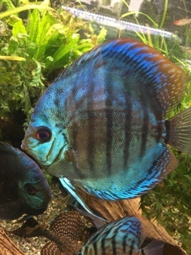 水槽関連　１５ｃｍ　ブリリアントターコイズ　ディスカス