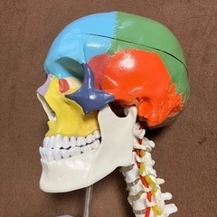 色付き模型