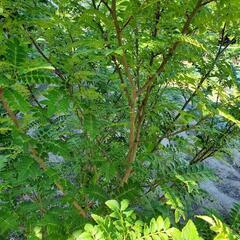 山椒の葉っぱ