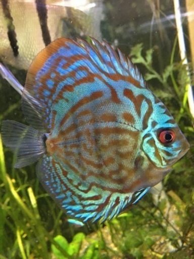 水槽関連　体調良好！ジャックワットレイ第一系統ディスカス8cm