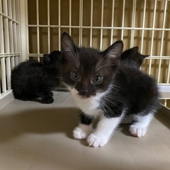 （保留中）子猫三匹保護しています。兄弟で貰って頂ける方、どなたか里親になって頂けませんか？ - 猫
