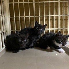（保留中）子猫三匹保護しています。兄弟で貰って頂ける方、どなたか...