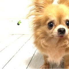 ブリーダーさんから引退のわんちゃん　新しい飼い主様決まり終了