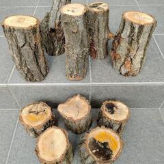 クワガタ産卵木【コナラ】の画像