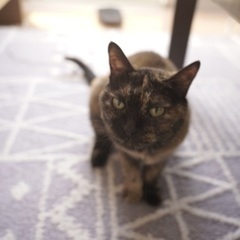 人懐っこい、サビ猫飼いませんか？
