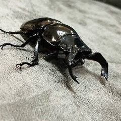 タランドゥスオオツヤクワガタ ②