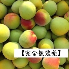 【無農薬】南高梅