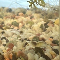 ミナミヌマエビ/10匹🦐