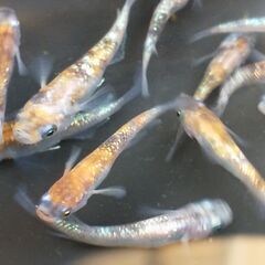 メダカ（二色／三色ラメ系ミックス ③）《2022年生：幼魚-若魚...