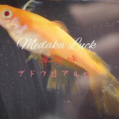 本家血統　卑弥呼めだか　稚魚20匹〜　ブドウ目アルビノ