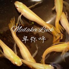 本家血統　卑弥呼めだか　稚魚20匹〜　ブドウ目アルビノの画像