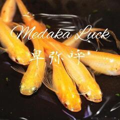 本家血統　卑弥呼めだか　稚魚20匹〜　ブドウ目アルビノの画像