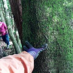 【薪・木材】大きな広葉樹　好きなだけどうぞの画像