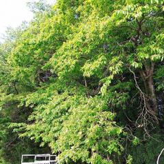 【薪・木材】大きな広葉樹　好きなだけどうぞ