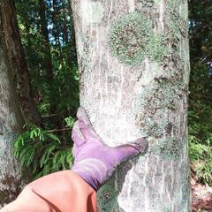 【薪・木材】大きな広葉樹　好きなだけどうぞの画像