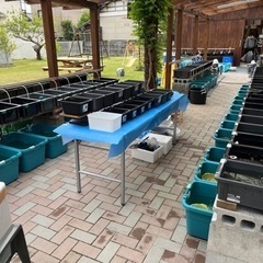 格安でメダカ販売します。