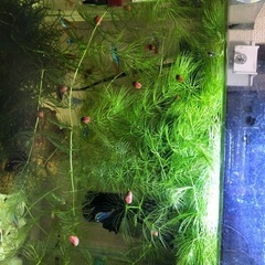 レッドラムズホーン　10匹　300円の画像