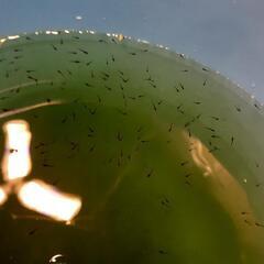 【決定】ﾌﾞﾗｯｸﾀﾞｲﾔ針子50匹