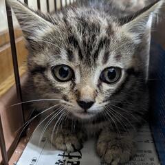 子猫もらってください