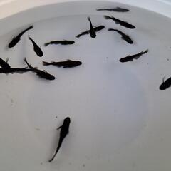 【交渉中】オロチメダカ　１５匹の画像