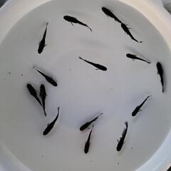 【交渉中】オロチメダカ　１５匹の画像