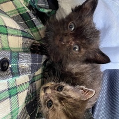 保護猫の里親募集