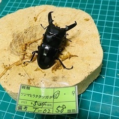 ②ツシマヒラタクワガタ　新成虫ペアの販売