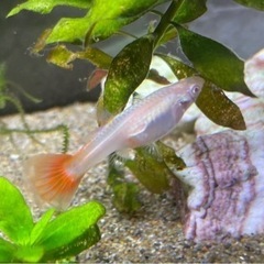 グッピー　稚魚10匹、成魚4匹　程度