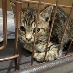 おっとり優しいキジトラ男の子✨️一次募集停止