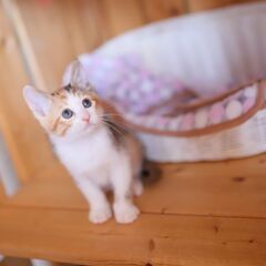 マイペースな三毛猫（女の子）　姉妹でお迎えくださる方を優先します