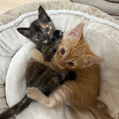 仲良し兄妹猫　2ヶ月