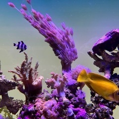 ウミアザミ