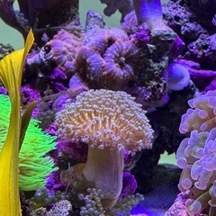 ウミキノコ