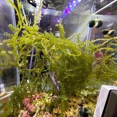 海ぶどう