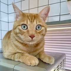 ホワッツマイケルな茶トラ猫　ふくよかボディーの甘えん坊の画像