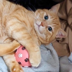 ホワッツマイケルな茶トラ猫　ふくよかボディーの甘えん坊 - 里親募集