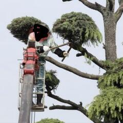 草刈り作業剪定作業伐竹作業解体作業員募集の画像