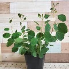 ◆ユーカリの不要な苗、鉢植えがありましたらぜひご連絡ください。