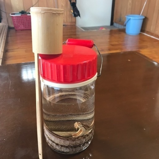 ハブ酒　竹尺付