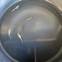 メダカ　レッドクリフダークタイプの画像