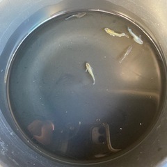 メダカ　レッドクリフダークタイプの画像