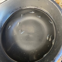 メダカ　レッドクリフダークタイプの画像