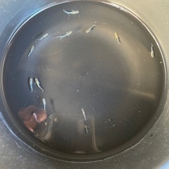 メダカ　レッドクリフダークタイプの画像